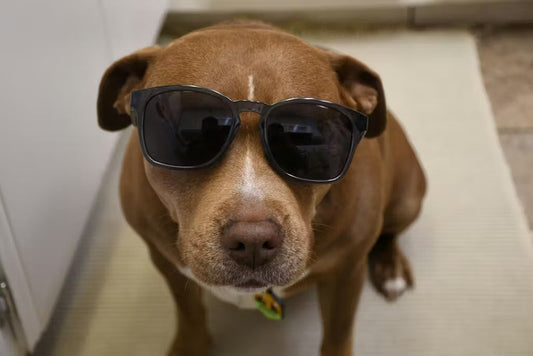 Why Traditional Polarized Sunglasses Are Dangerous in the Cockpit